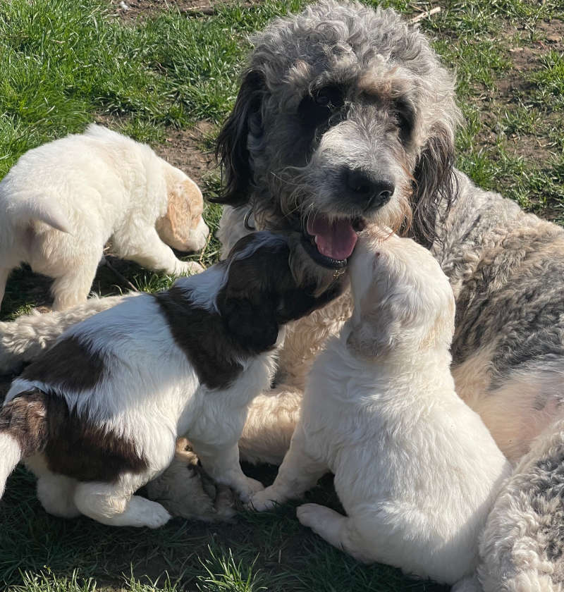 St Berdoodles / Sheepadoodle puppies