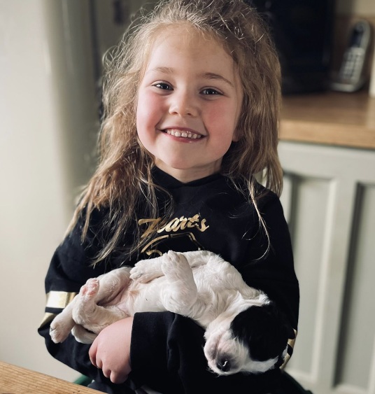 St Berdoodles / Sheepadoodle puppies