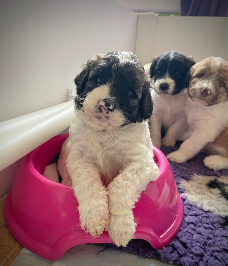 St Berdoodles / Sheepadoodle puppies