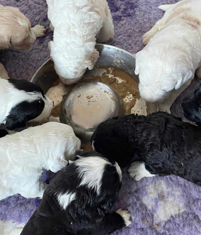 St Berdoodles / Sheepadoodle puppies